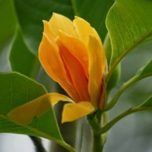 Son Champa, Son Chafa, Michelia champaca (orange) Plant